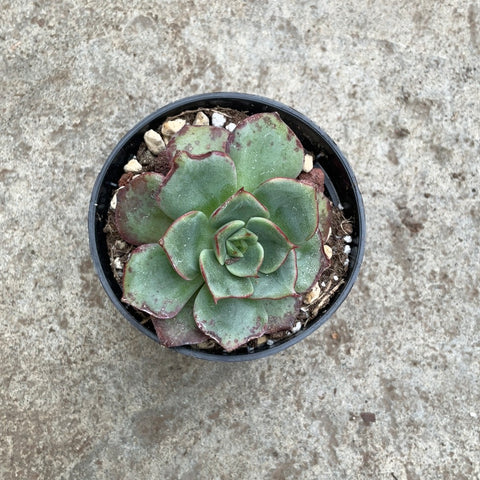 Echeveria 'Beluga'