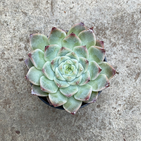 Echeveria 'Essie'