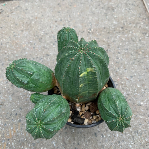 Euphorbia obesa hybrid variegata