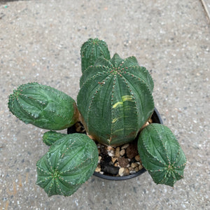 Open image in slideshow, Euphorbia obesa hybrid variegata
