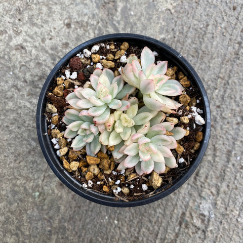 Echeveria 'Yu Hezhang' 