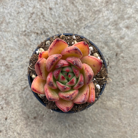 Echeveria 'Torch light