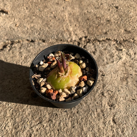 Lachenalia mutabilis