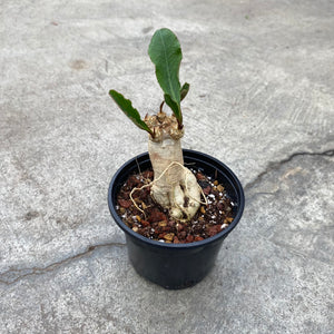 Euphorbia primulaefolia