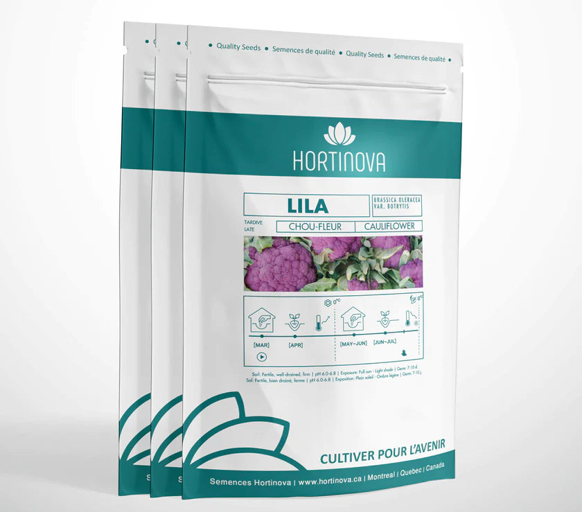 LILA Open Pollinated Mauve Cauliflower Seeds