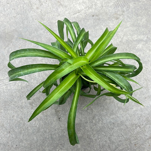 Chlorophytum laxum