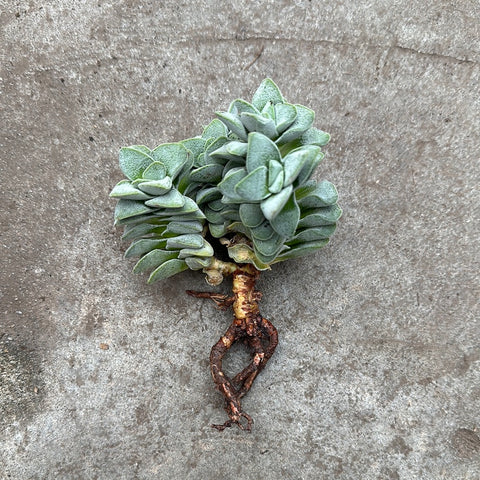 morgans beauty succulent Crassula 'Morgan's Beauty' – Serres Lavoie
