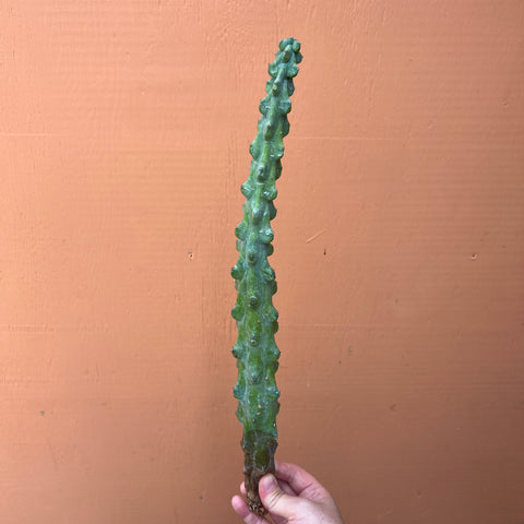 Myrtillocactus geometrizans cv. Fukurokuryuzinboku