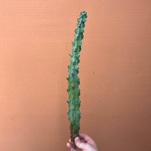 Myrtillocactus Geometrizans Cv. Fukurokuryuzinboku Unrooted (Large)