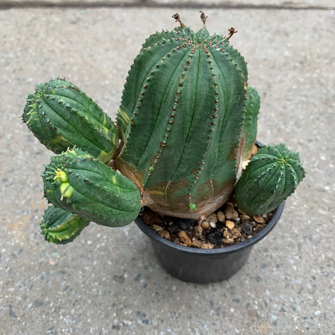 Euphorbia obesa hybrid variegata