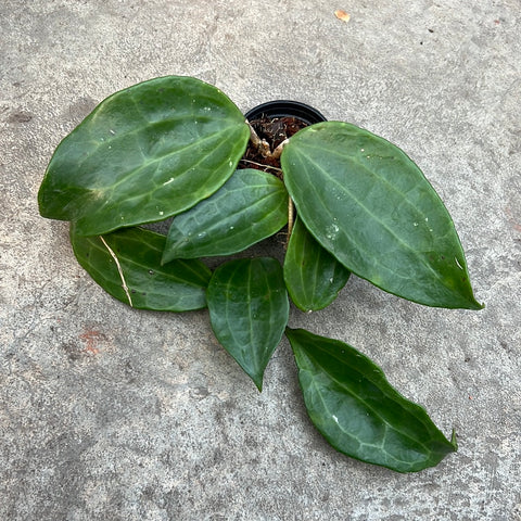 Hoya polystachya 