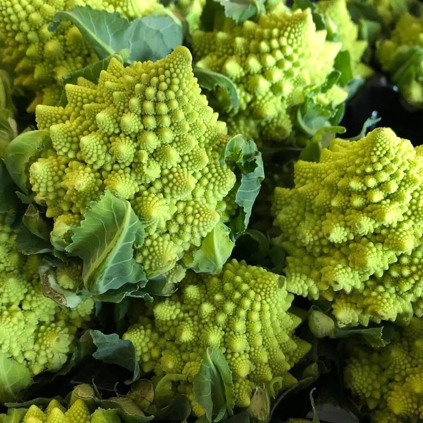 Romanesco open-pollinated cauliflower seeds ROMANESCO