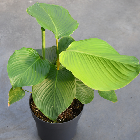 Calathea lutea