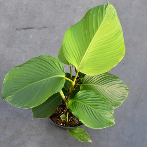 Calathea lutea