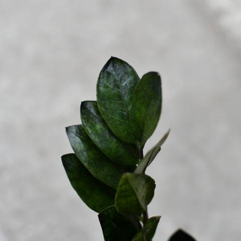 Zamioculcas zamiifolia 'Zamicro Black'