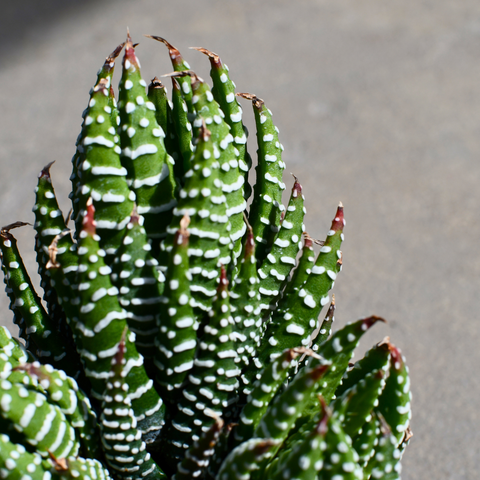 Haworthia coarctata