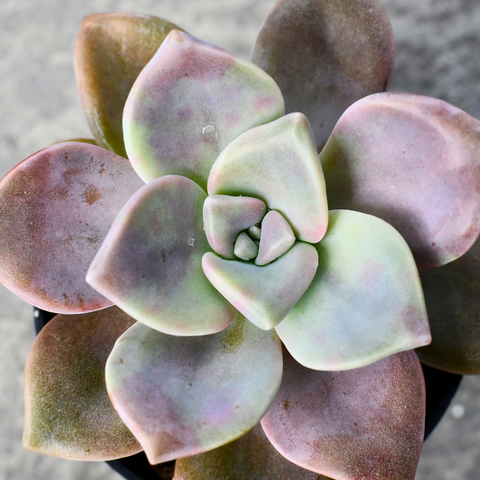 Echeveria 'Baby Face'