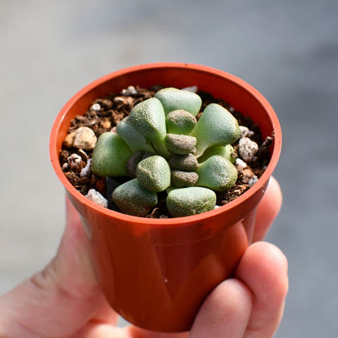 Aloinopsis schooneesii