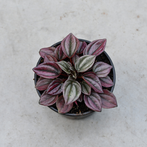 Peperomia caperata 'Cayenne'