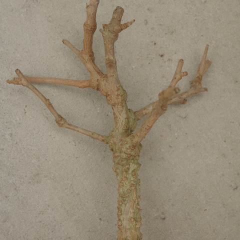Operculicarya hyphaenoides