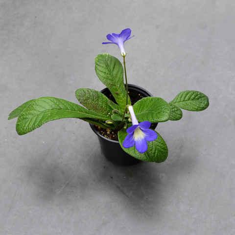 Streptocarpus 'Bristol's Party Girl'