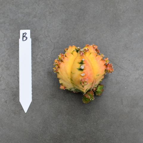 Astrophytum myriostigma nudum f. variegata