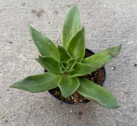 Echeveria 'Mexicano'