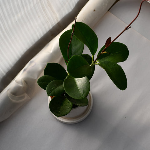 Hoya australis en pot décoratif