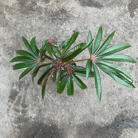 Begonia luxurians