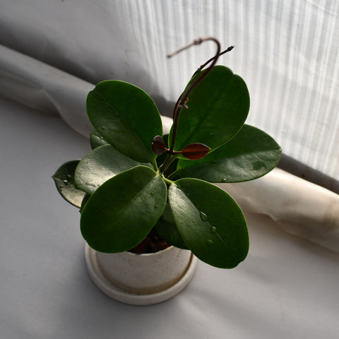 Hoya australis en pot décoratif