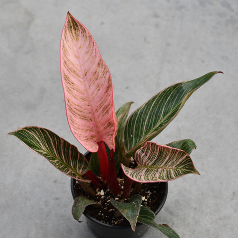 Philodendron 'Pink Bikini'