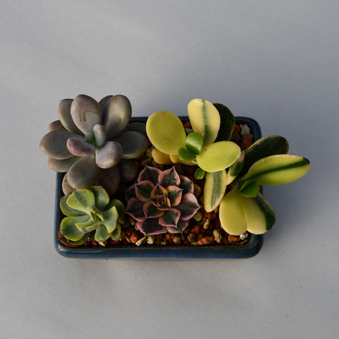 Arrangement de succulentes en pot décoratif