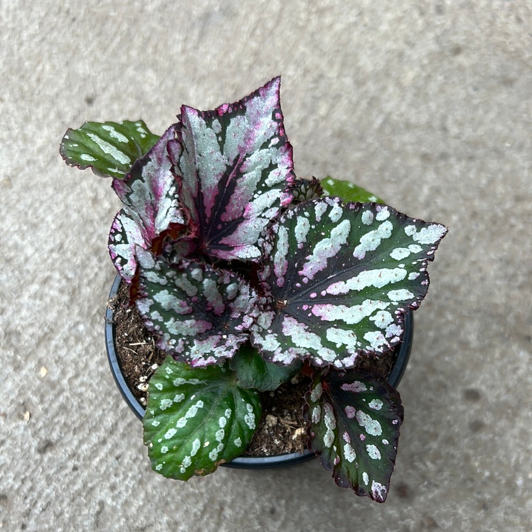 Rex Salsa Begonia rex 'Salsa' | Tropical | Plantarium – Serres Lavoie