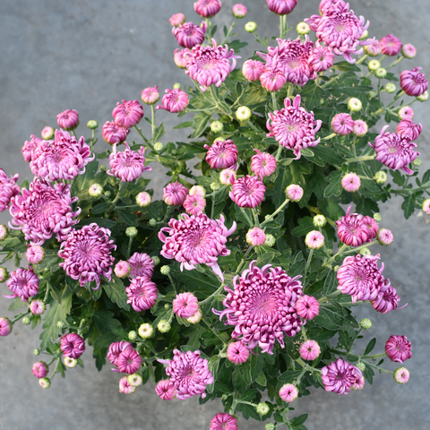 Chrysanthème Cosmo mauve