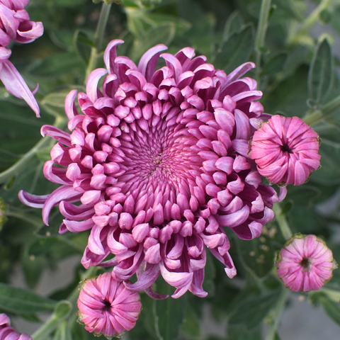 Chrysanthème Cosmo mauve