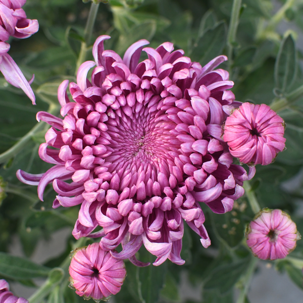 Chrysanthème Cosmo mauve