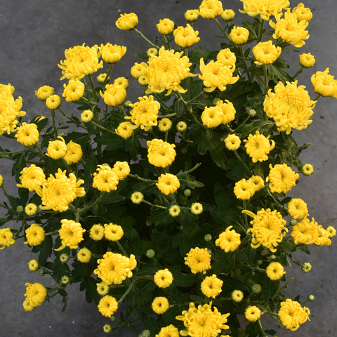 Chrysanthème Cosmo jaune