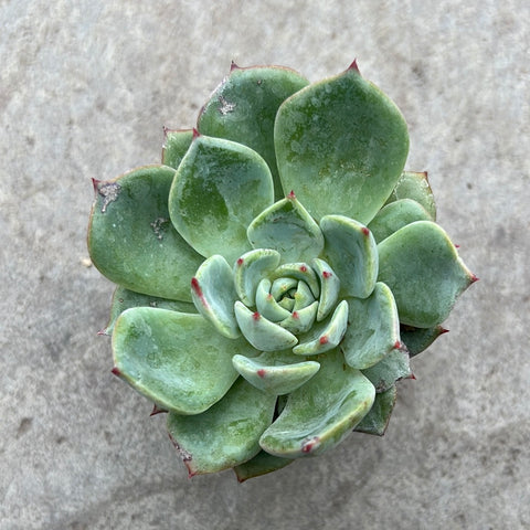 Echeveria oncorhynchus 'Salmon'