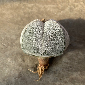 Astrophytum myriostigma cv. Onzuka quadricostatum