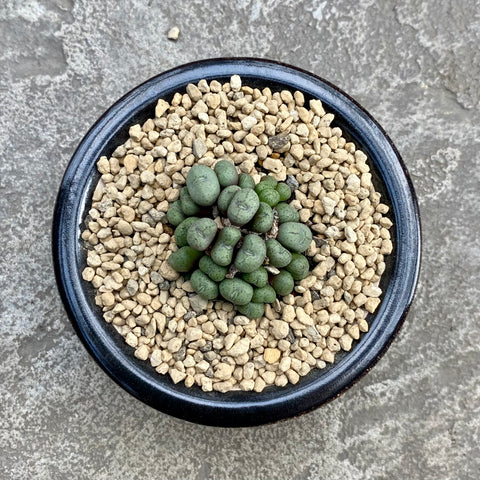 Minimal conophytum with decorative pot