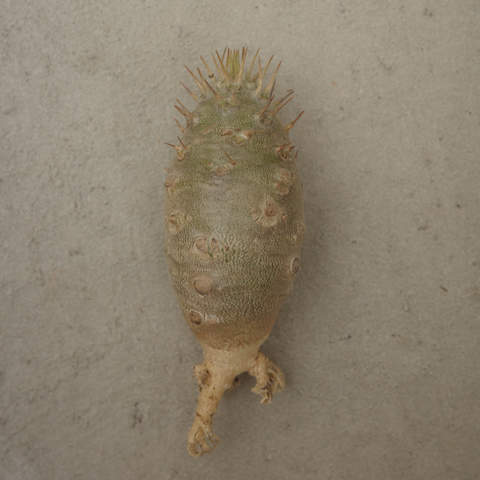 Pachypodium rosulatum cactipes
