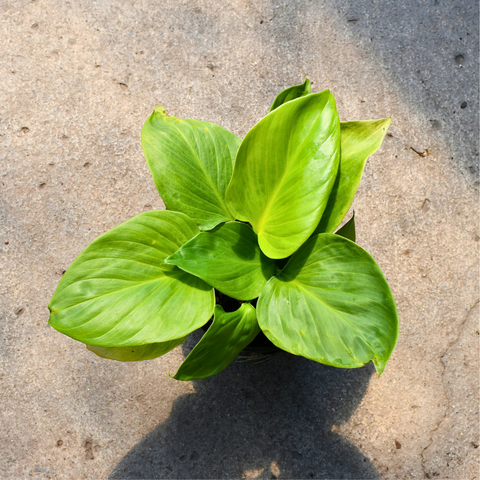 Homalomena 'Sunshine Gem'