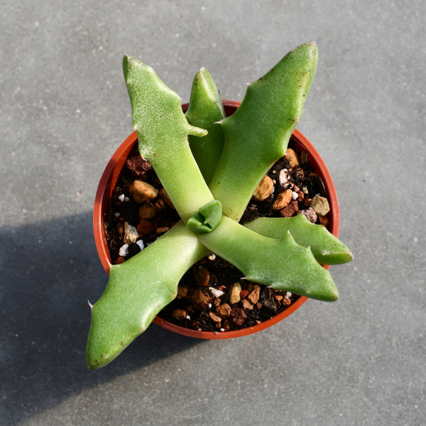 Faucaria albidens