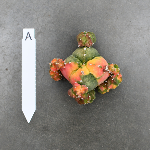 Astrophytum myriostigma nudum f. variegata