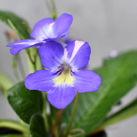 Streptocarpus 'Bristol's Party Girl'