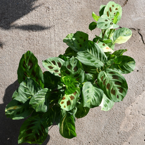 Maranta leuconeura 'Kerchoveana' variegata