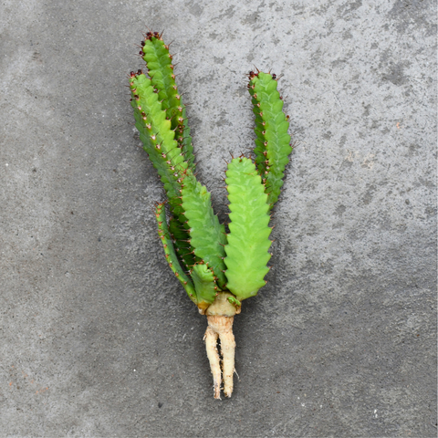 Euphorbia stellata X opuntioides