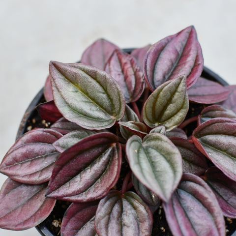 Peperomia caperata 'Cayenne'