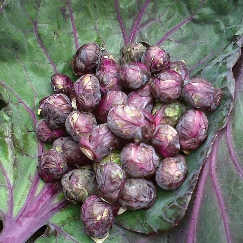 ROSELLA Open Pollinated Red Brussels Sprout Ancestral Seeds