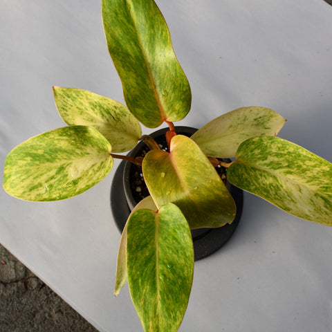 Philodendron 'Painted lady' avec pot décoratif